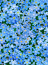 Landscape Medley Blue Forget-me-nots