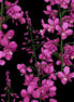 Hoffman Sow Much To Love H8723 Black