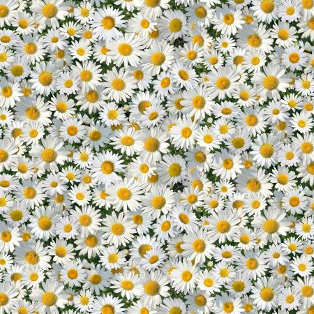 Landscape Melody White Daisies