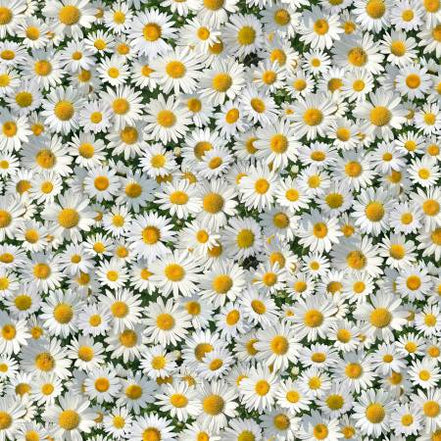 Landscape Melody White Daisies