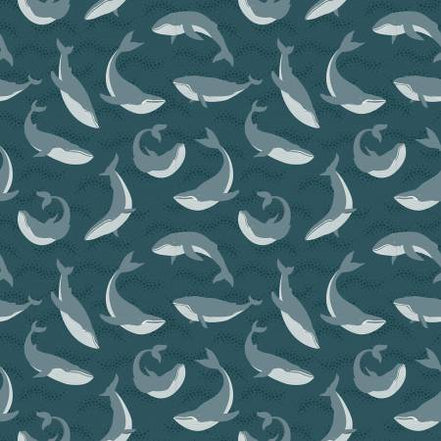 Alaska Blue Whales Coastal
