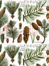 Classic Christmas Botanical Pines White