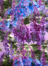 Hoffman Custom Alaska At Home In the Woods Purple