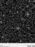Salt & Pepper Black/White