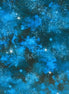 Nature's Wonder Stars Sky