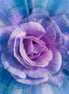 Dream Big Rose Wisteria Panel 43"x43"
