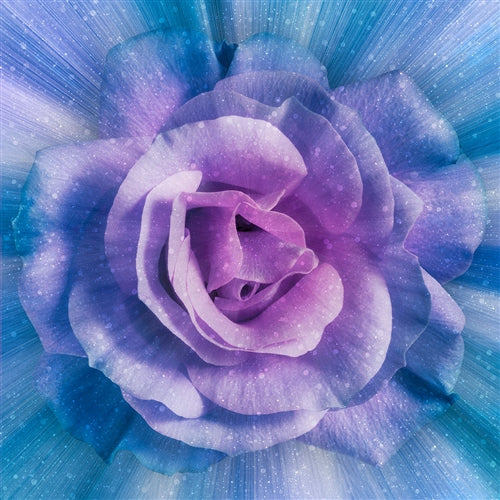 Dream Big Rose Wisteria Panel 43"x43"