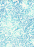 Hoffman Challenge Bali Dotty Swirl Tahiti