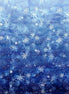Snow Play - Salvia