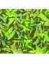 Flannel Leaf Shadow Brite Green