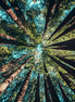 Hoffman Spectrum Print Off The Grid Treetop Panel 31X42