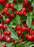 Berry Good Cherries