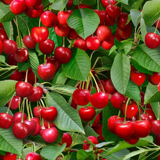 Berry Good Cherries