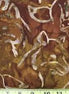 Alaska Batik - Red Fox
