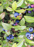 Berry Good Blueberrys w/Leaf