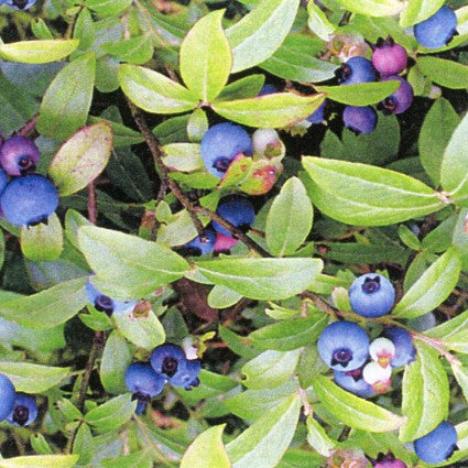 Berry Good Blueberrys w/Leaf