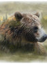 Grizzly bear in a natural setting