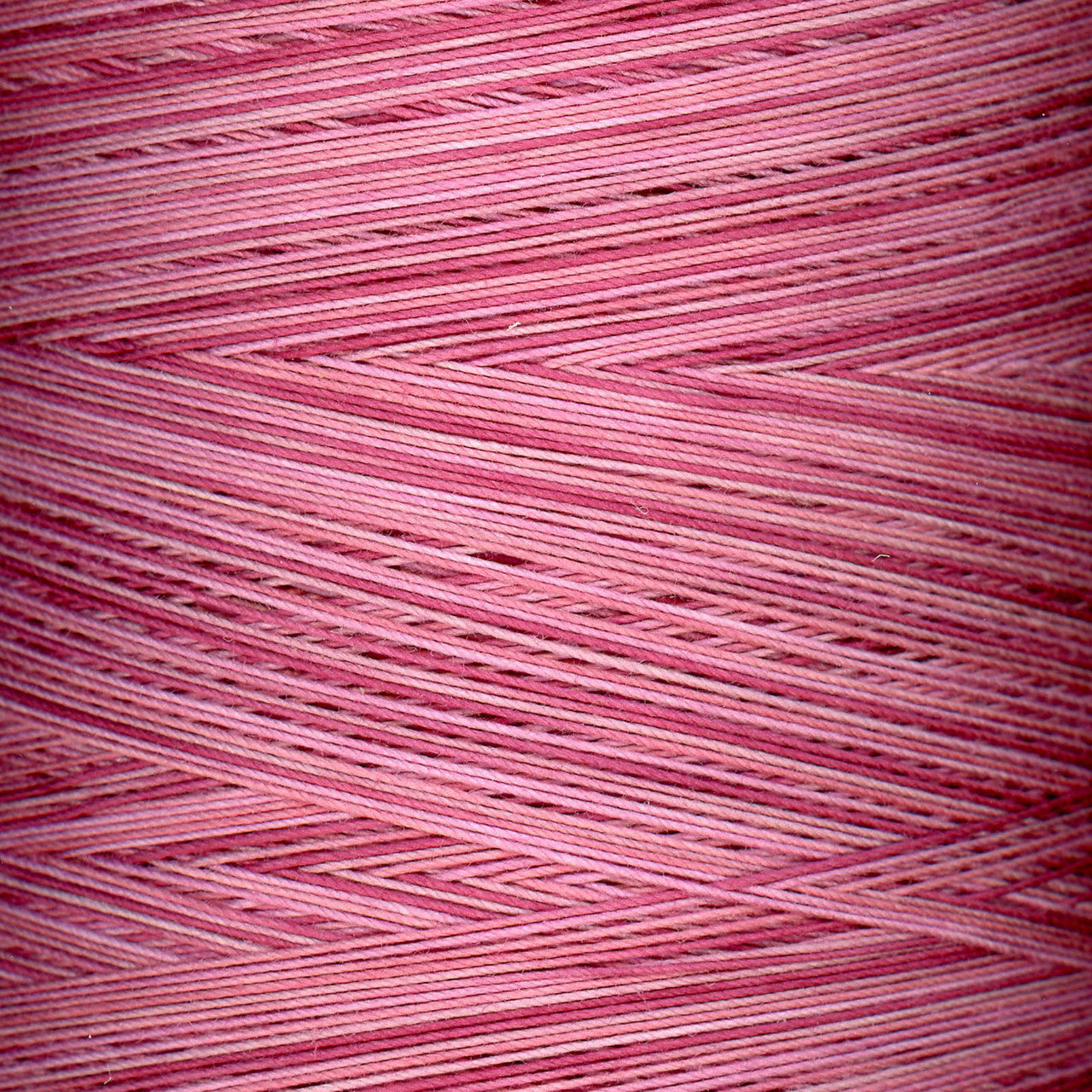 King Tut Wild Rose - #952