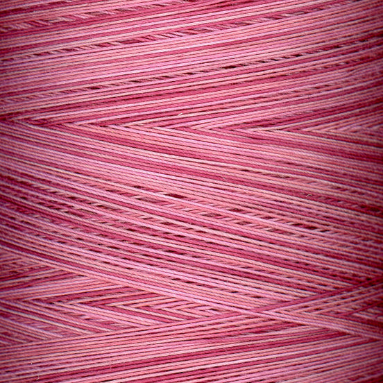 King Tut Wild Rose - #952